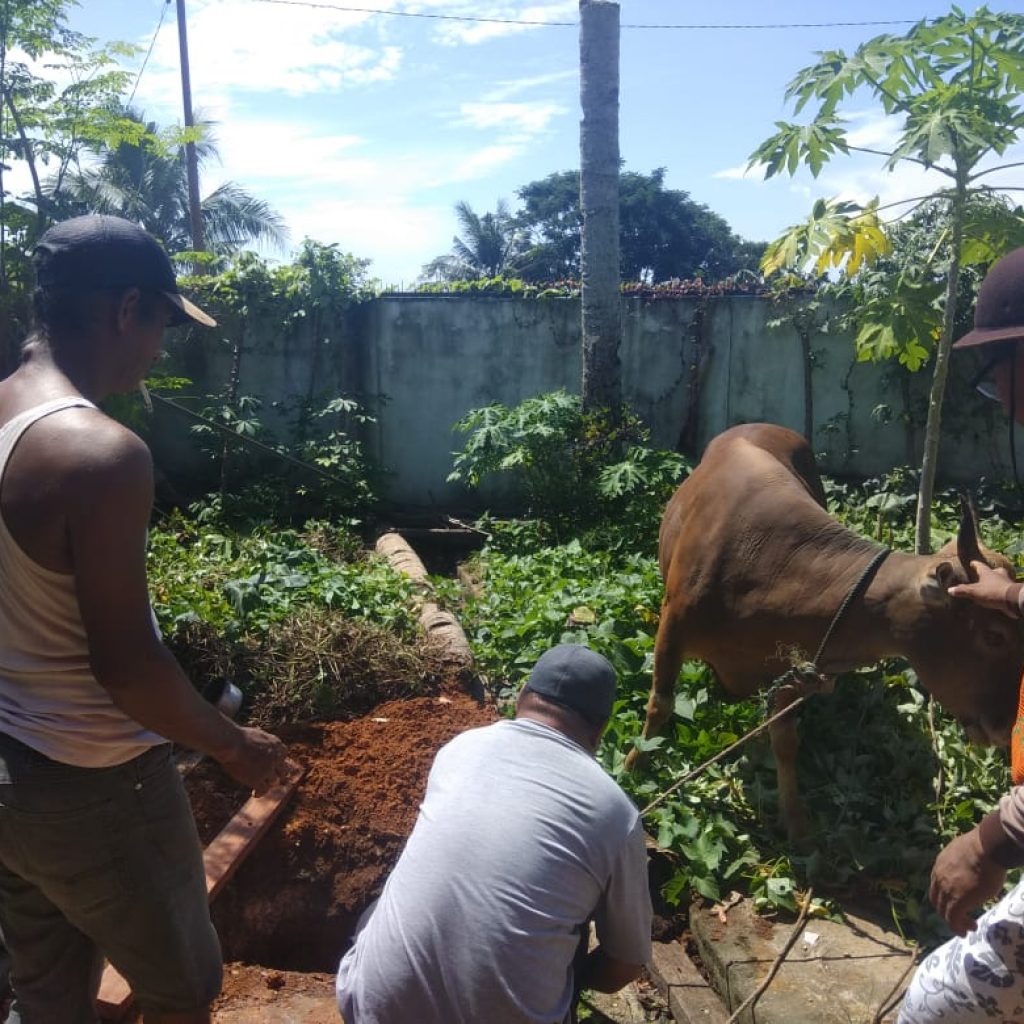 Sapi kurban HKW Jayapura